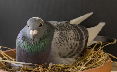 鸽子什么时候下蛋抱窝 鸽子几月份开始下蛋孵小鸽子