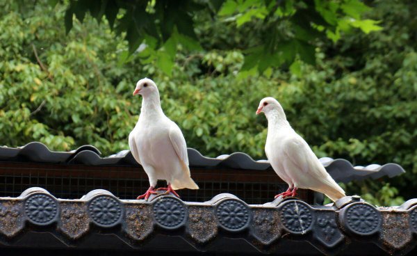 鸽子什么时候下蛋抱窝