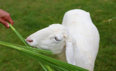羊分娩前三天的征兆 母羊生产前身体会有哪些表现
