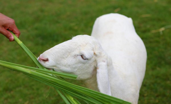 羊分娩前三天的征兆