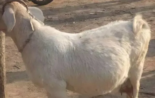 羊分娩前三天的征兆