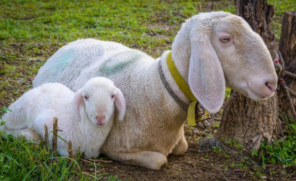 羊分娩前三天的征兆