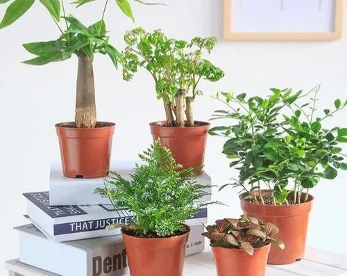 农村干什么行业能挣钱