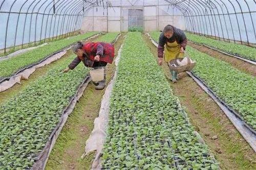 农村干什么行业能挣钱