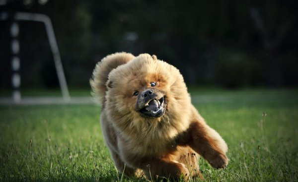 松狮犬为什么不适合家养