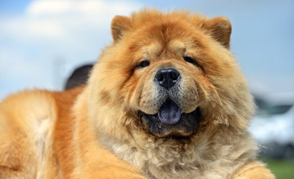 松狮犬为什么不适合家养