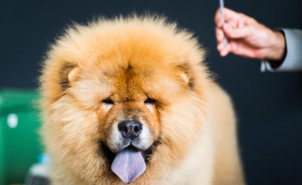 松狮犬为什么不适合家养