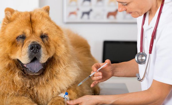 松狮犬为什么不适合家养