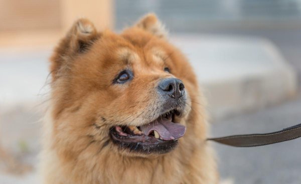 松狮犬为什么不适合家养