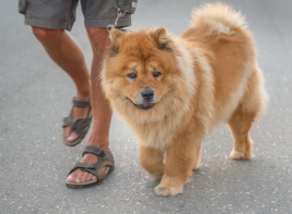 松狮犬为什么不适合家养