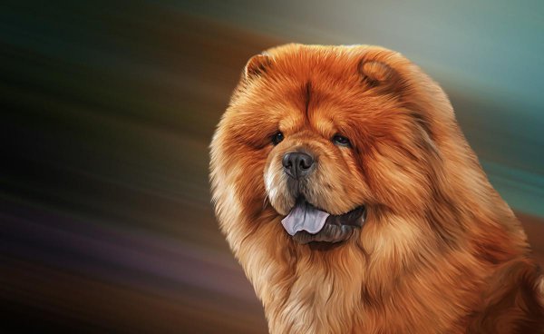 松狮犬为什么不适合家养