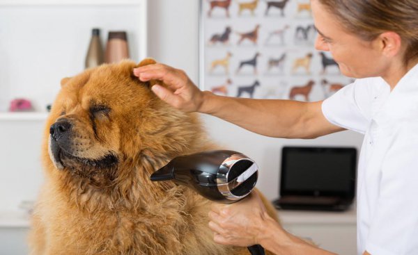 松狮犬为什么不适合家养