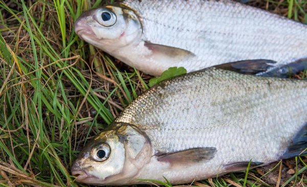 鳊鱼怎么钓用什么饵料