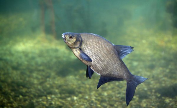 鳊鱼怎么钓用什么饵料