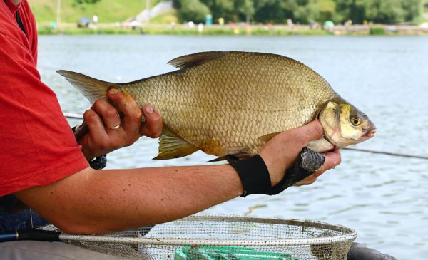 鳊鱼怎么钓用什么饵料