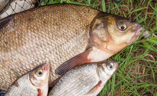 鳊鱼怎么钓用什么饵料