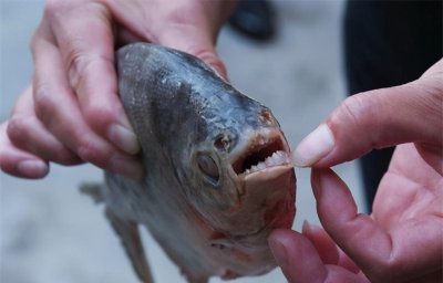 红鲳鱼为什么叫垃圾鱼 现在红鲳鱼为什么很少人买