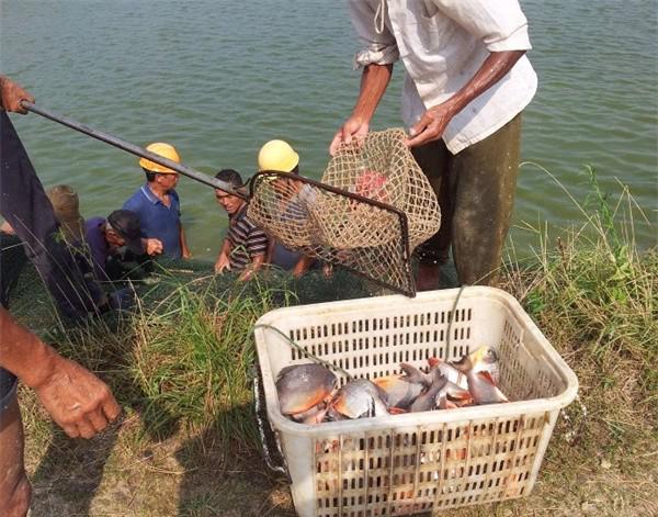 红鲳鱼为什么叫垃圾鱼