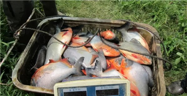 红鲳鱼为什么叫垃圾鱼