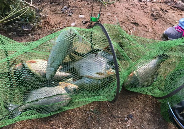 红鲳鱼为什么叫垃圾鱼