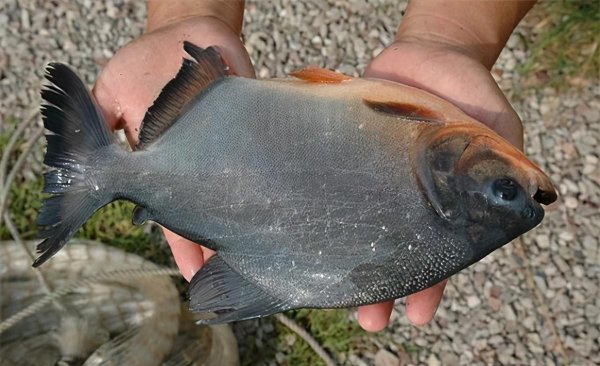 红鲳鱼为什么叫垃圾鱼