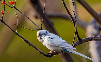 虎皮鹦鹉什么时候下蛋 什么时间是虎皮鹦鹉的繁殖高峰期