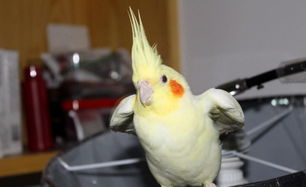 虎皮鹦鹉什么时候下蛋