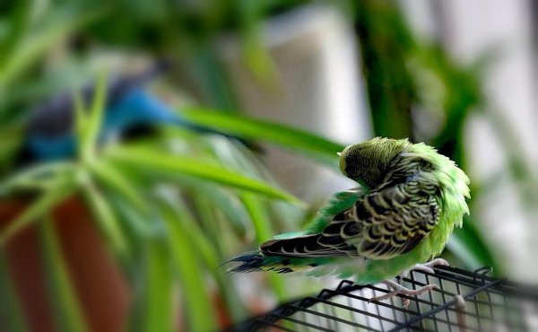 虎皮鹦鹉什么时候下蛋