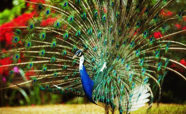 孔雀男是什么意思有什么典型的特征