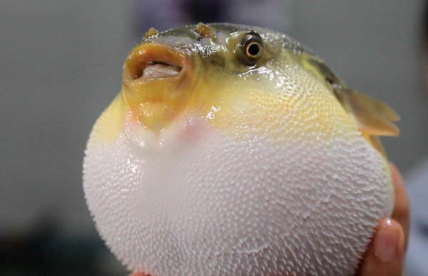 河豚是海鱼还是淡水鱼