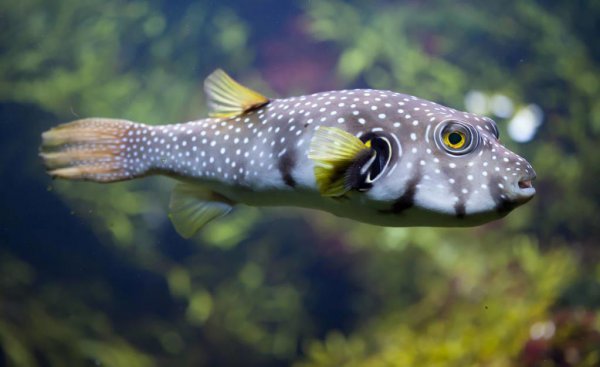 河豚是海鱼还是淡水鱼