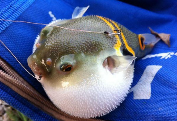 河豚是海鱼还是淡水鱼