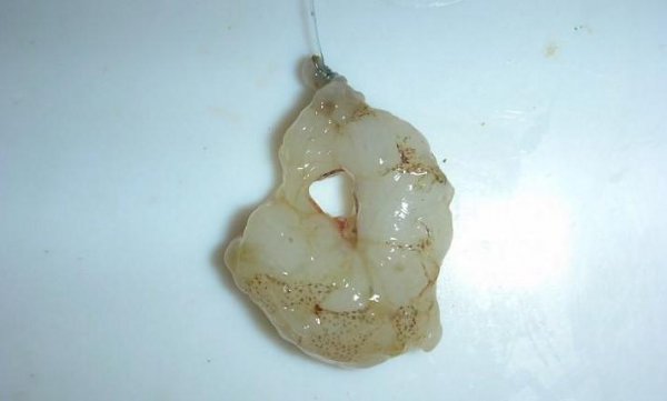 河豚是海鱼还是淡水鱼