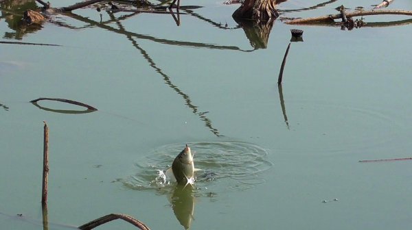 公认钓白条最快的钓法