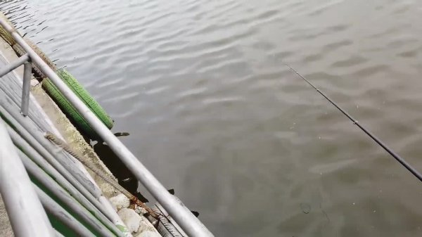 公认钓白条最快的钓法