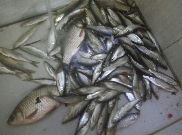 公认钓白条最快的钓法