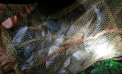 夜钓什么时候上鱼最佳时间 夏天夜钓上鱼的技巧和方法