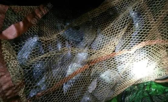 夜钓什么时候上鱼最佳时间