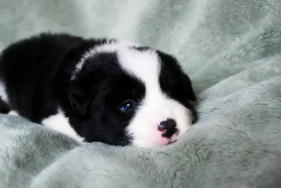 小型宠物狗品种有哪些 六种最受欢迎的小型犬品种推荐