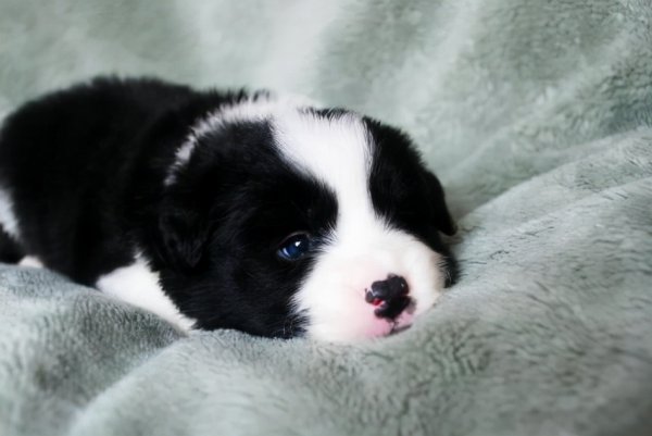 小型宠物狗品种有哪些