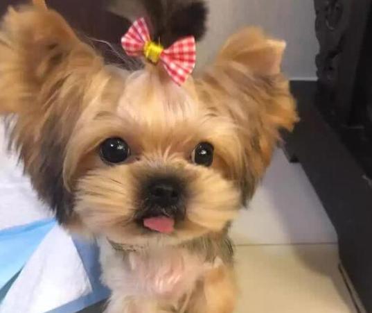 小型宠物狗品种有哪些