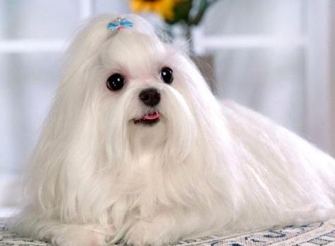 小型宠物狗品种有哪些