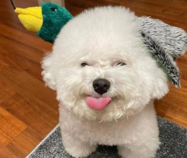 小型宠物狗品种有哪些