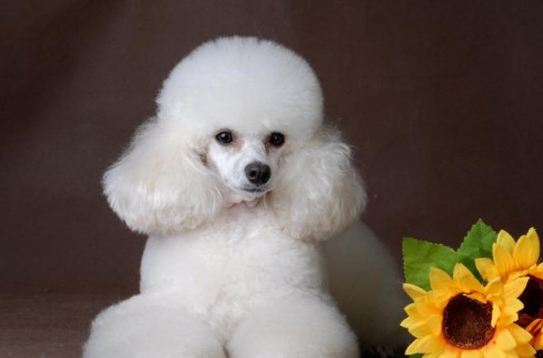 小型宠物狗品种有哪些