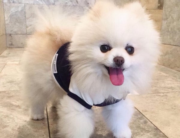 小型宠物狗品种有哪些