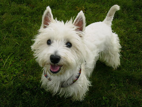 小型宠物狗品种有哪些