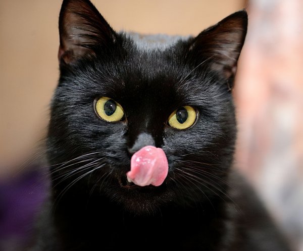 家里来黑猫预示什么风水