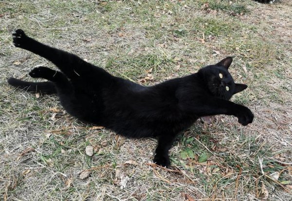 家里来黑猫预示什么风水