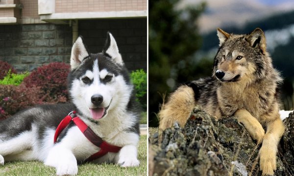 狼为什么不咬哈士奇