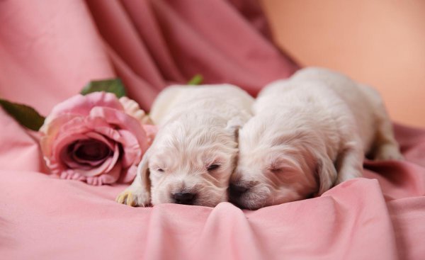 女士养公犬的目的有哪些